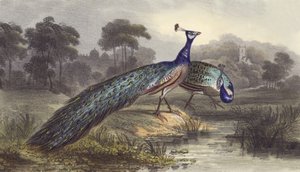 Two Peacocks by English School